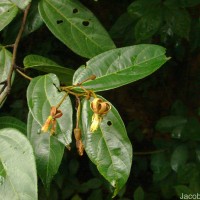 Grewia carpinifolia Juss.